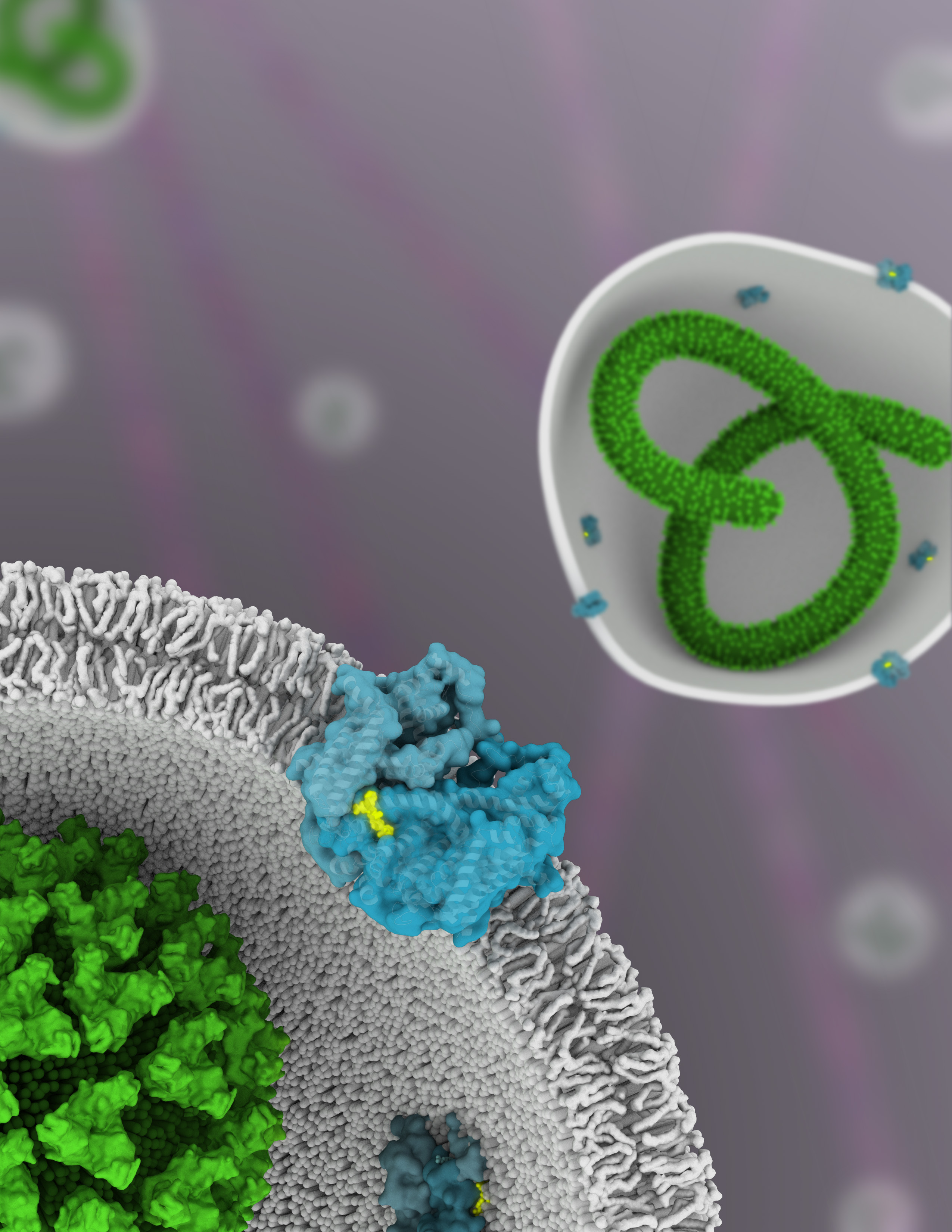 Artist's rendition of the TPC1 structure (blue) bound to the drug molecule, trans-Ned-19 (yellow). Ebola viruses that co-opt TPC1 during infection are depicted in green. Courtesy of Janet Iwasa (onemicron.com).