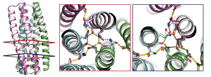 Example of one of the validated proteins. The crystal structure (white) is overlaid on top of the computational design model, showing very good agreement between the backbone (left) and the designed hydrogen-bond networks (right); the hydrogen bonds are shown as yellow dashed lines.