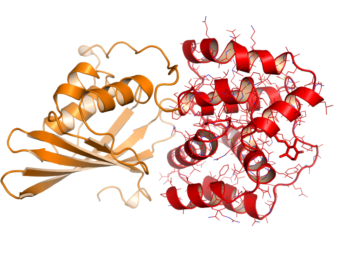 The Carotenoid Pigment Zeaxanthin At Elijah Elliston Blog