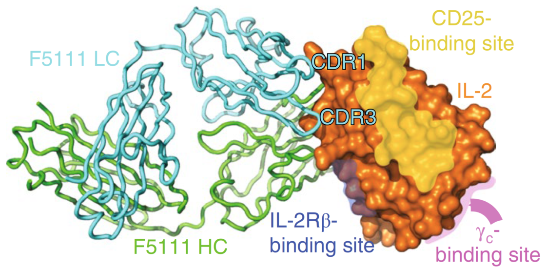 Antibody Therapy for Autoimmune Diseases