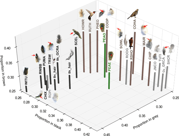 For the Birds: The Magic of Color in Feathers