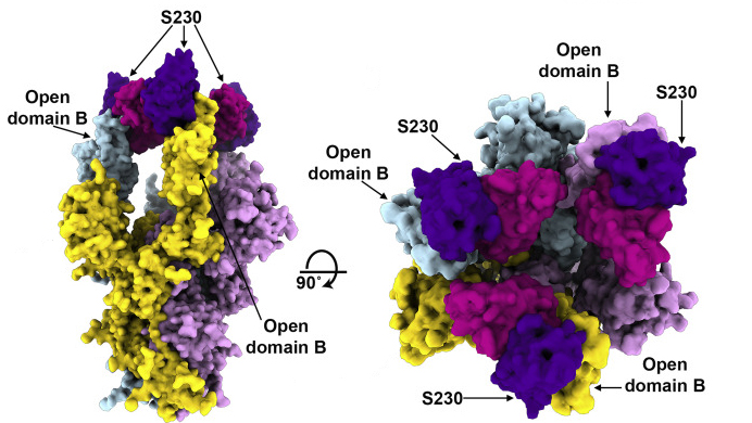 Space-filling model of the SARS spike protein in complex with three S230 antibodies.