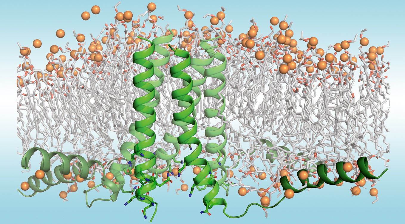 Breakthrough in Membrane-Protein Design Settles Long-Standing Debate