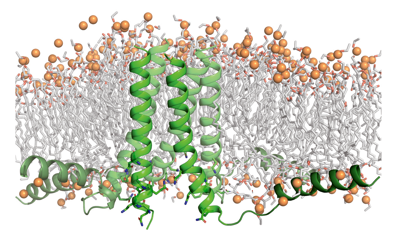 Molecular illustration of a membrane protein.