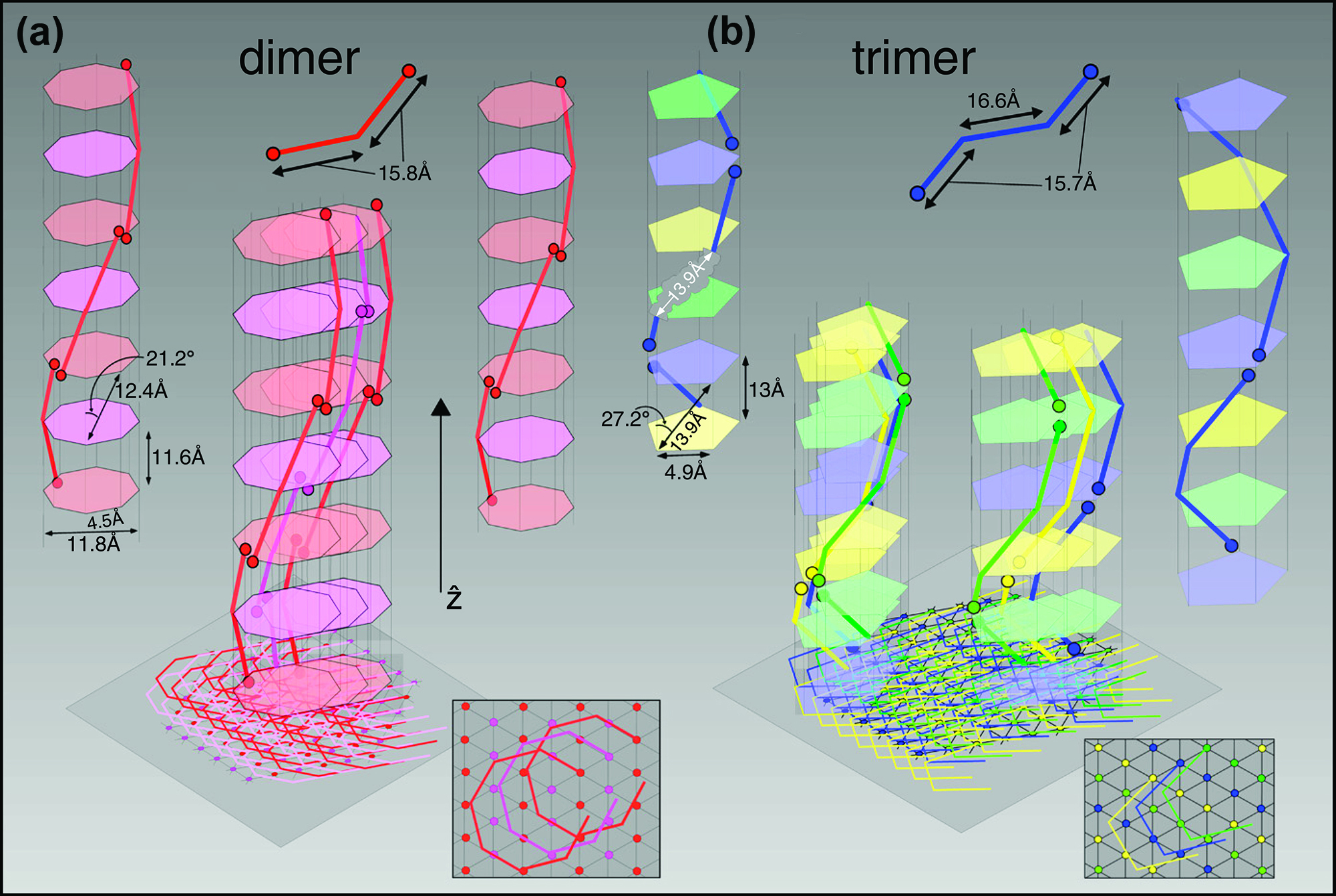 <399tuchband1-alt> Schematic drawings of dimer and trimer helical geometry.