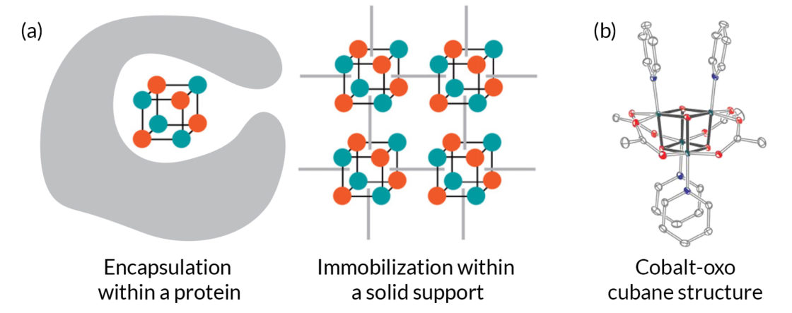 framework protein scaffold framework protein scaffold