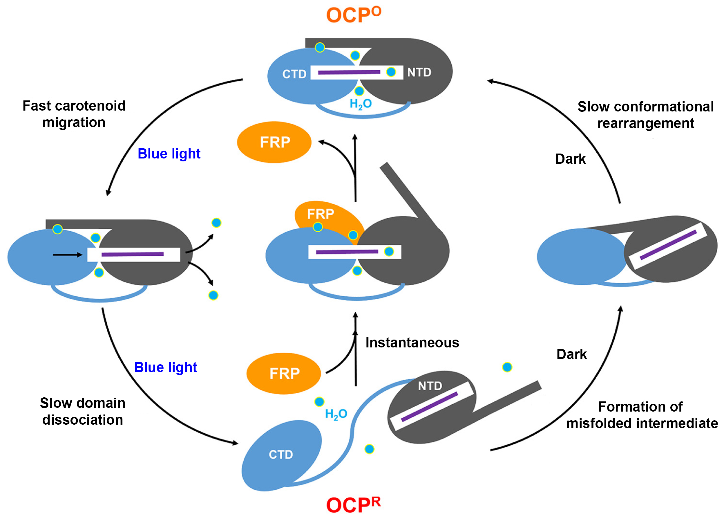 Cyclic flow chart showing OCP activation and relaxation process.