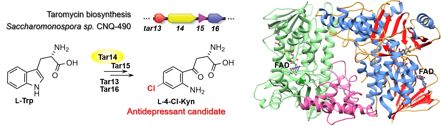 Left: Diagram showing the skeletal formula of ʟ-tryptophan and its converstion to ʟ-4-chlorokynurenine. Right: Multicolored ribbon diagram of Tar14 structure.
