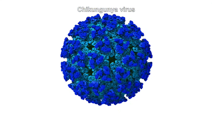 Animation showing virus particle surface, cross section, receptors bound to surface, and close-up of receptor structure.