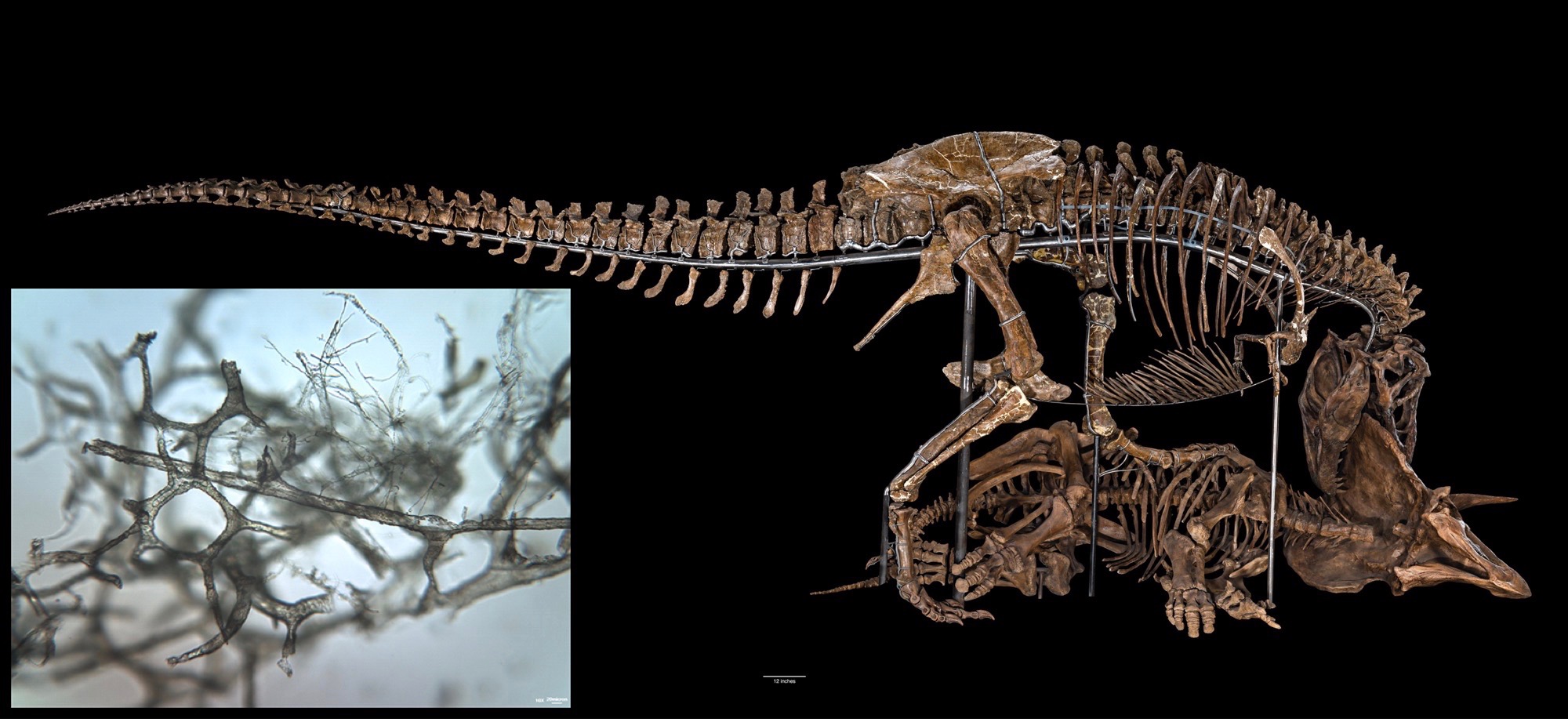 Photo of a T. rex skeleton, posed mid-attack on a triceratops skeleton, on black background; inset shows visible-light microscopy image of T. rex vascular structure.