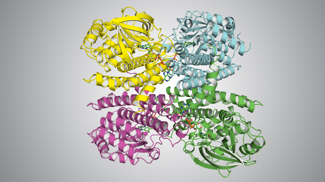 Protein-structure ribbon diagram showing a tetramer, with the four subunits colored yellow, blue, green, and pink, on a gray background.