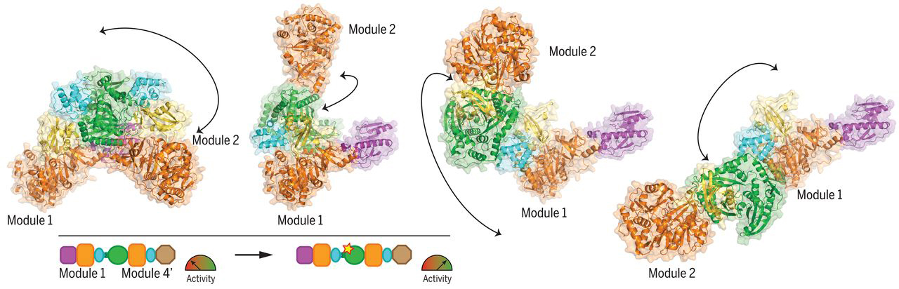 <416reimer3-alt> Series of four similarly colored NRPS ribbon structures, with arrows indicating conformational changes. Inset shows schematic representation of NRPS domains as simple shapes (rectangles, ellipses) color-keyed to the ribbon structures.