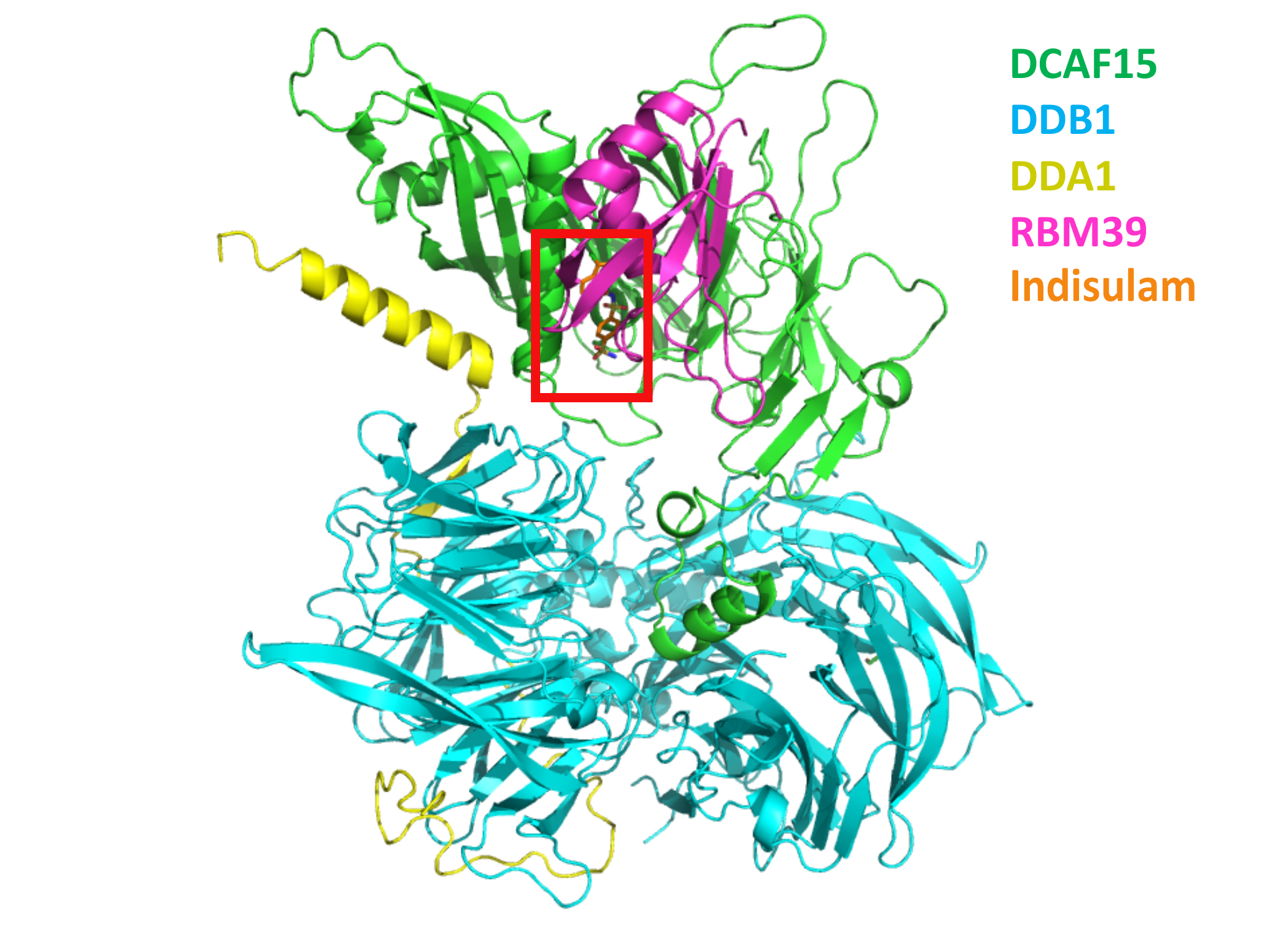 Ribbon diagram of the protein complex, with the four proteins colored green (DCAF15), cyan (DDB1), yellow (DDA1), and magenta (RBM39). The indusulam molecule is colored orange and is highlighted by a red box.