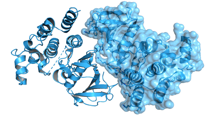 Ribbon-diagram structure of dimeric BRAF, in blue. The right half of the dimer is superimposed with the semitransparent electron density. Animation shows shifts particular loops and helices.