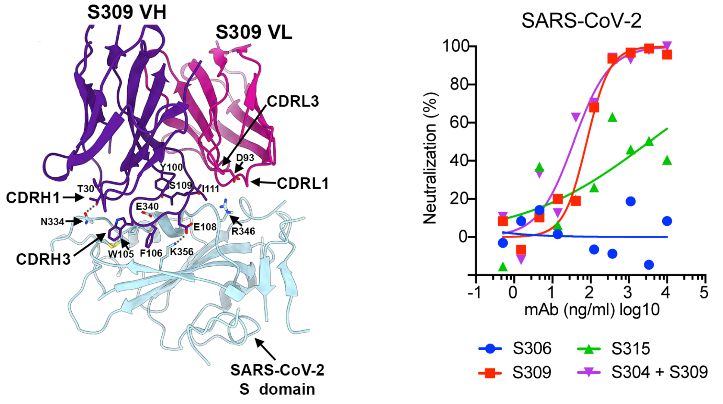 Left: Ribbon diagram of S309/CDR interface. Right: Graph showing neutralization vs antibody concentration for several types of antibodies. Two curves (S309 and S309 cocktail) quickly reach 100% neutralization.