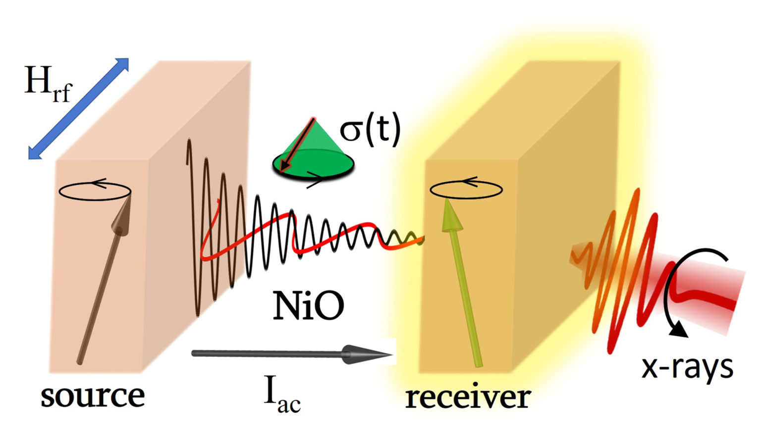 Antiferromagnet Transmits Coherent Spin Waves