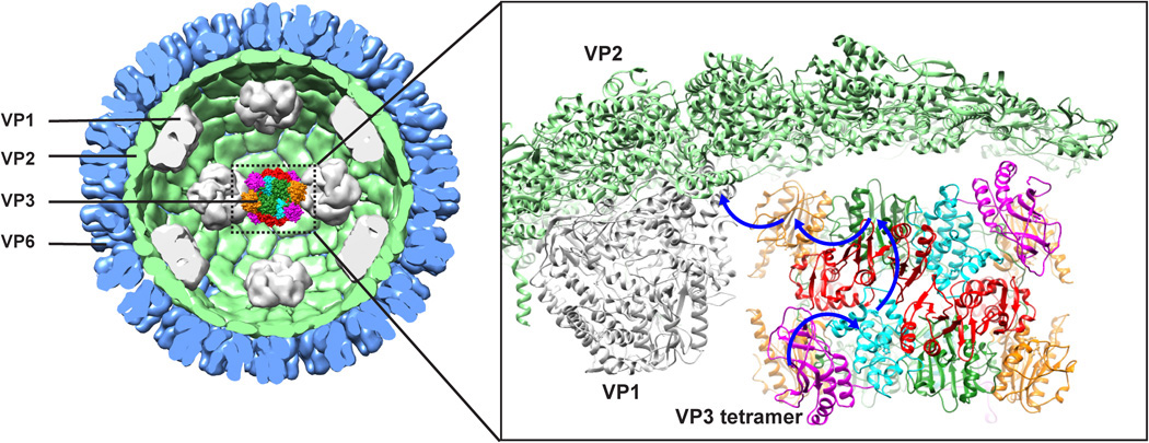 A surface representation of the rotavirus cross section, with viral proteins VP1, VP2, VP3, and VP6 called out. An inset provides a magnified ribbon-diagam depiction of the VP3 tetramer and its relationships to VP1 and VP2.