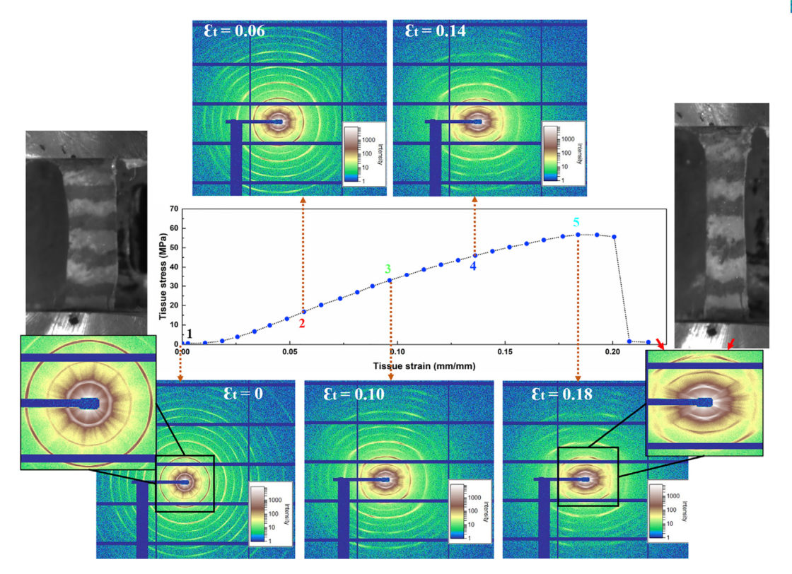 Toughening Mechanisms in Carp Scales at the Nanoscale