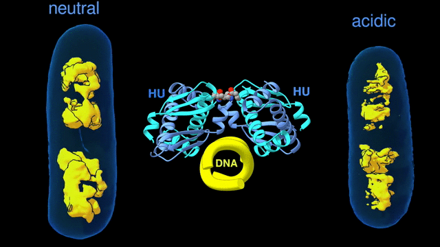 In the center of the image is an animation of the interactions between DNA and HU proteins. On either side of that are animations of two rotating E. coli cells, with transparent cell walls. The cell on the left is labeled “neutral” and displays a compact yellow region inside. The cell on the right is labeled “acidic” and has a more diffuse yellow region.