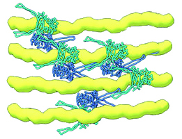 Cartoon of four horizontal tubular shapes held in place by connecting protein structures.