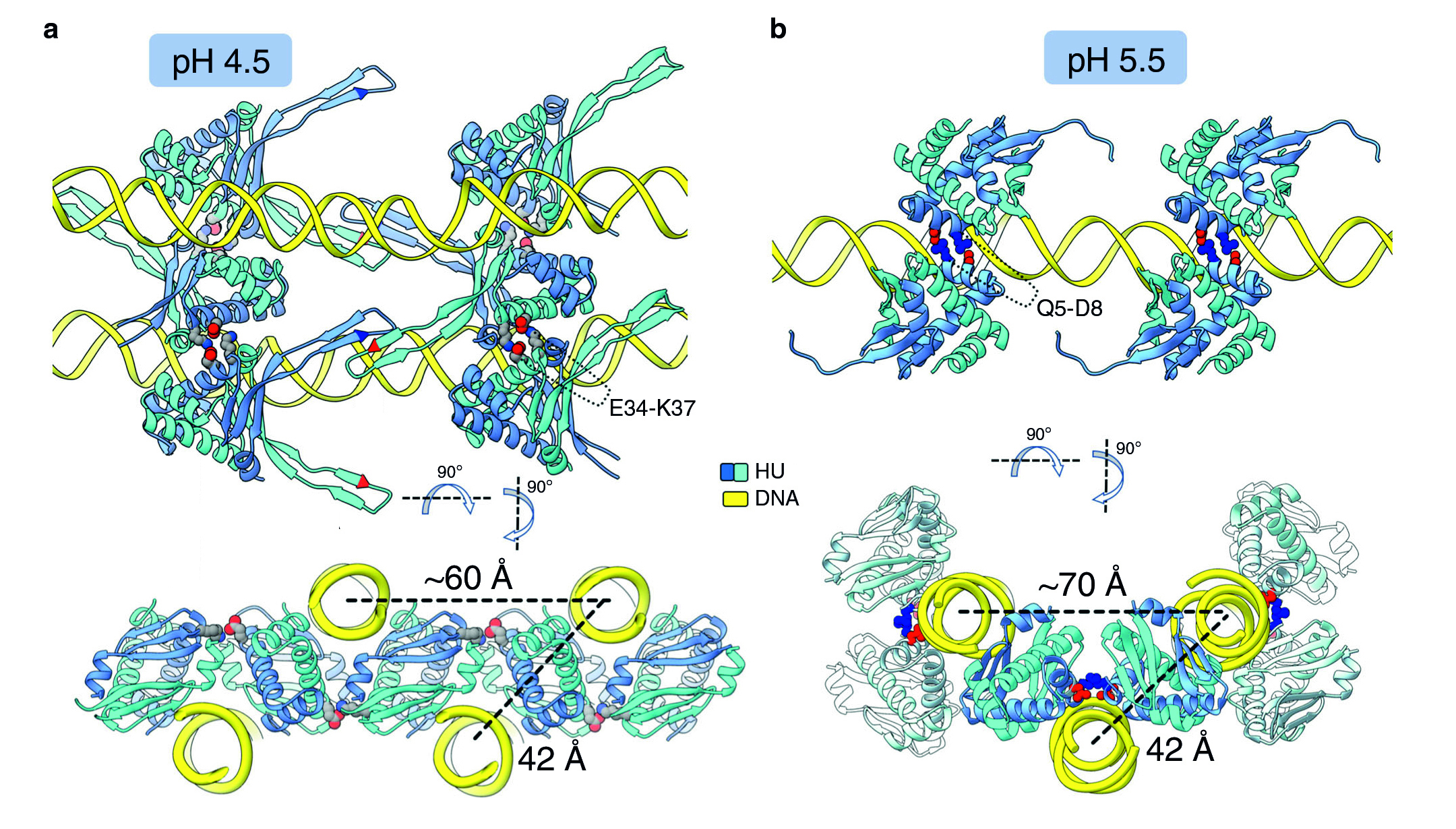 Orthogonal views of HU–DNA ribbon-diagram structures for pH 4.5 on left and pH 5.5 on right.