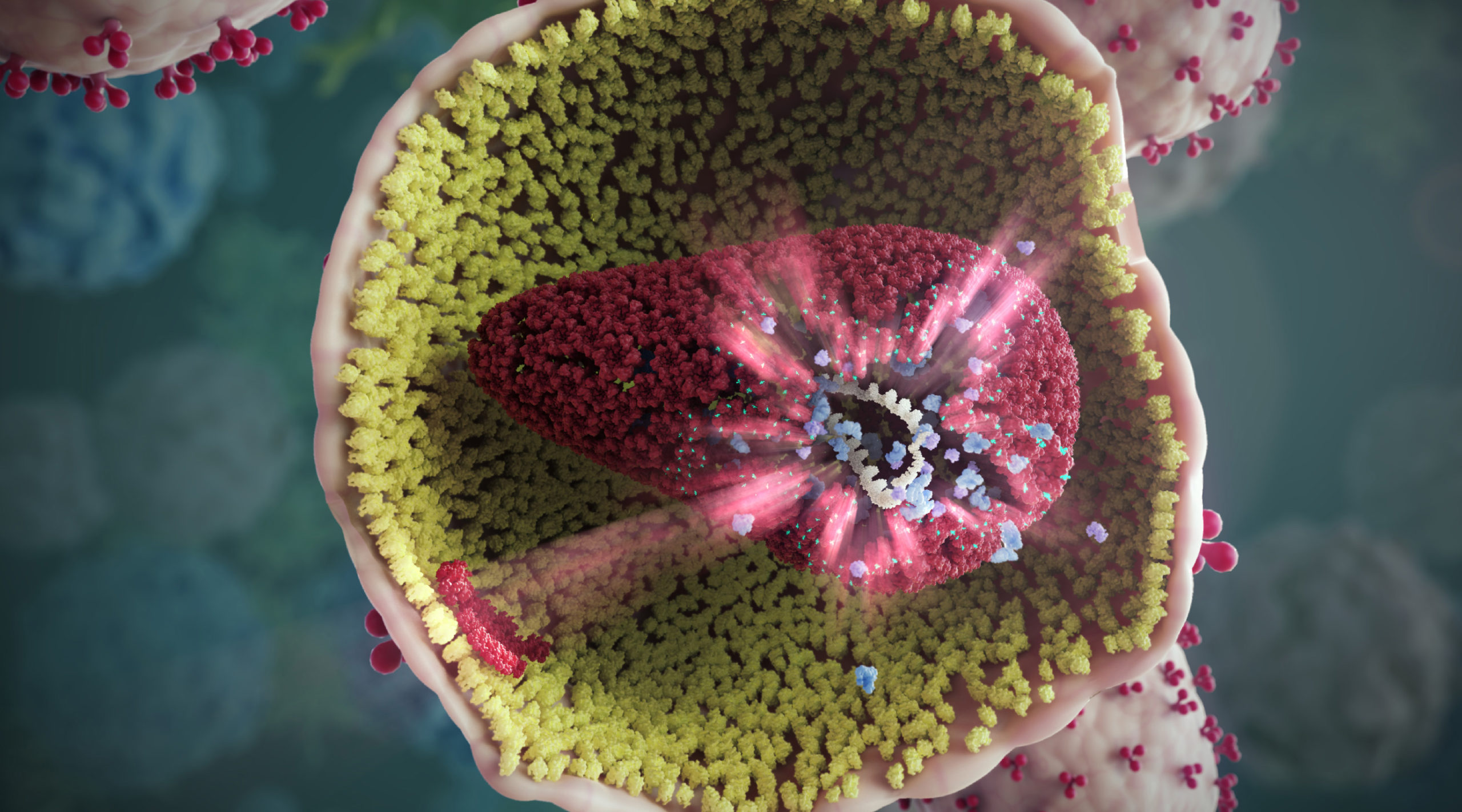 Artwork showing cutaway view of an HIV particle with disrupted capsid inside.