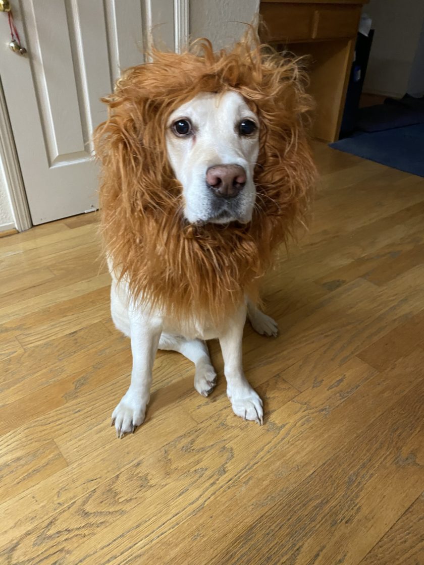 dog wearing lion mane