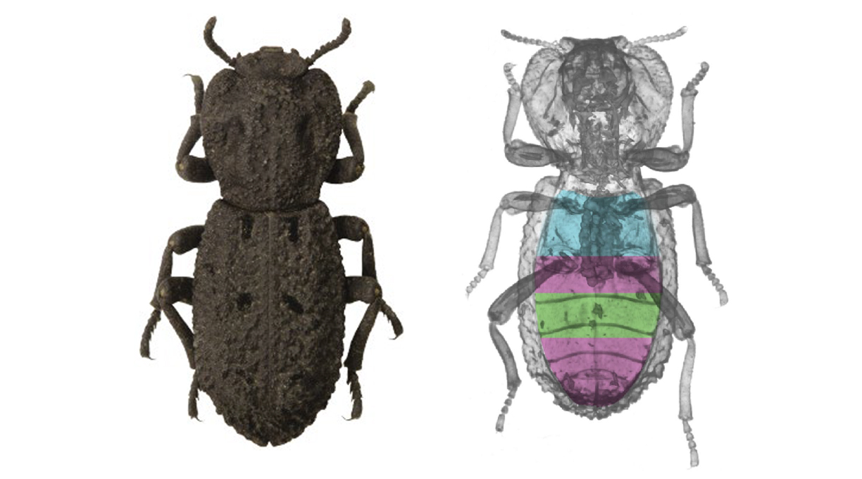 Overview image of a diabolical ironclad beetle next to an x-ray computed tomography image.