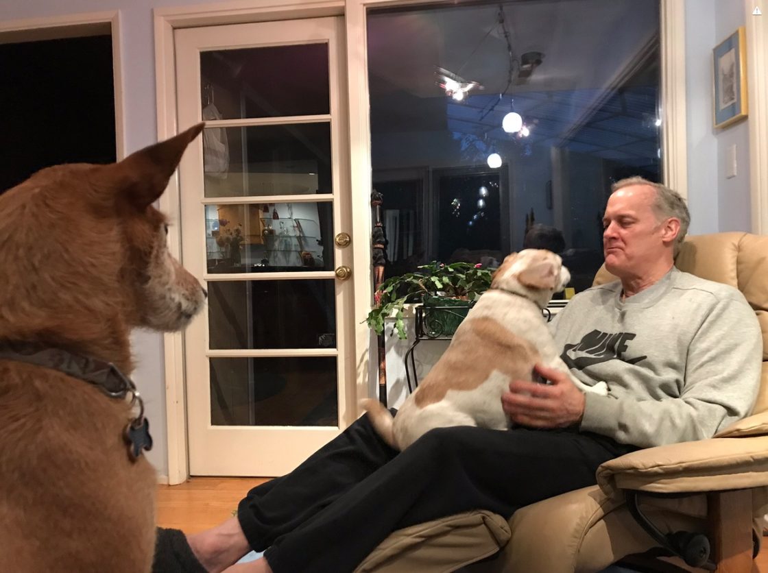 one dog watches while another dog sits in Steve Kevan's lap
