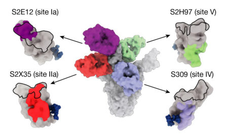 Space-filling model of spike protein (center) surrounded by four antibody fragments.