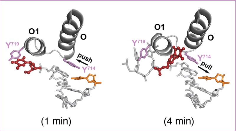 DNA Synthesis: Flip It and Reverse It