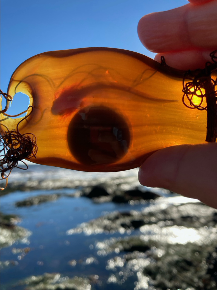 A swell shark egg case found at a tide pool by Coal Oil Point