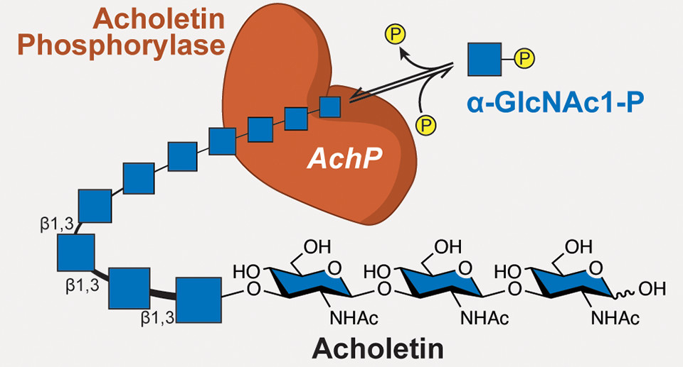 Schematic of AchP assembling acholetin from a GlcNAc precursor.