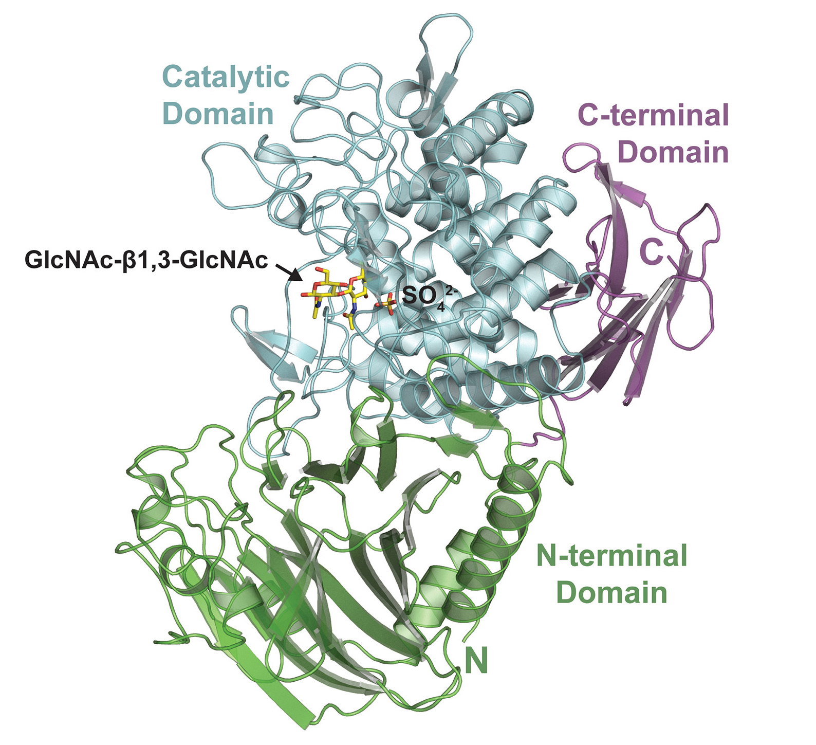 Ribbon diagram of acholetin with stick representation of GlcNAc substrate.
