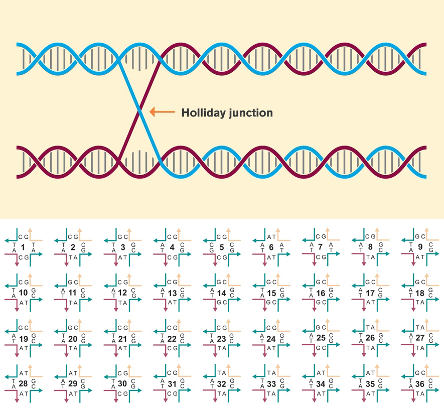 Top: Schematic drawing of two DNA strands connected via a Holliday junction. Bottom: Series of all 36 immobile junction sequences showing different core nucleotide combinations.