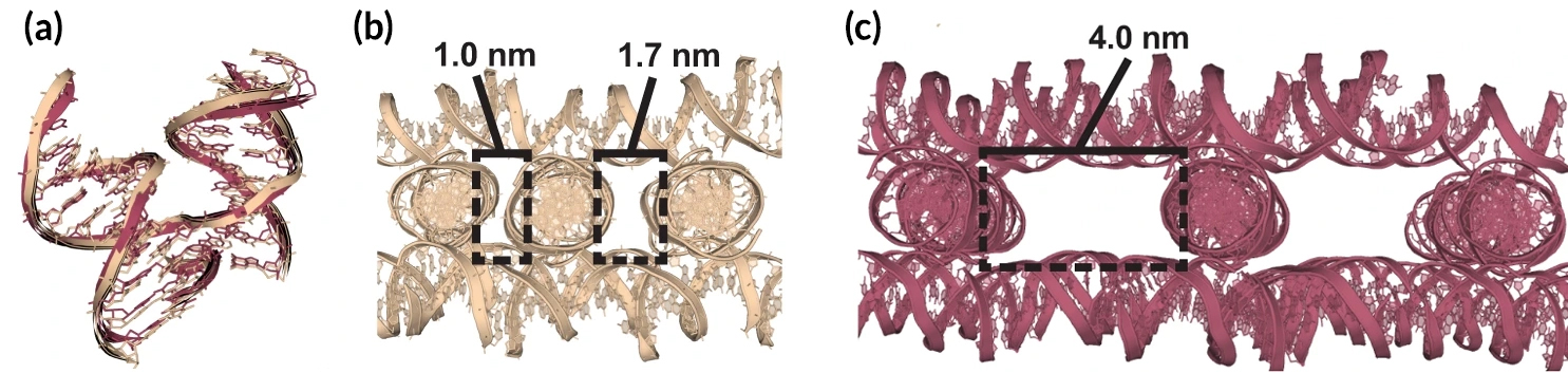 Left: Ribbon diagram showing small differences between two protein structures. Center and right: Two lattices with widely differing cavity sizes.