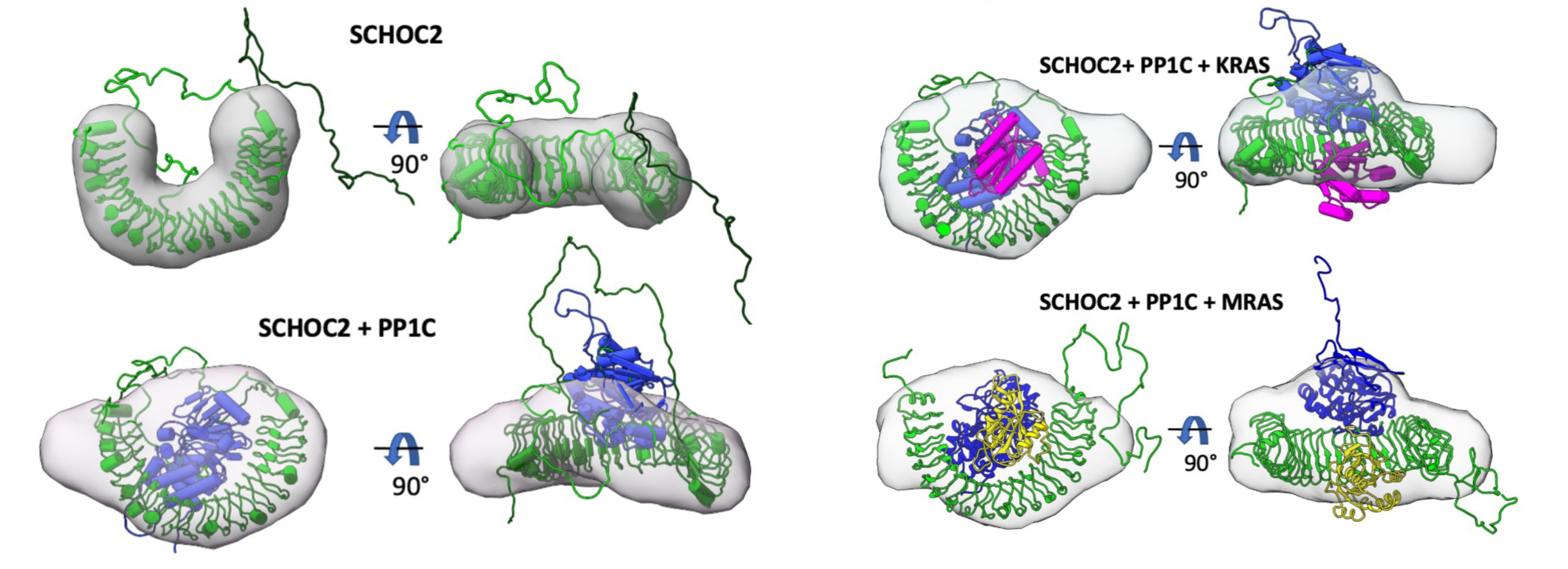 Eight images of various protein structures within their SAXS envelopes, viewed from different angles.