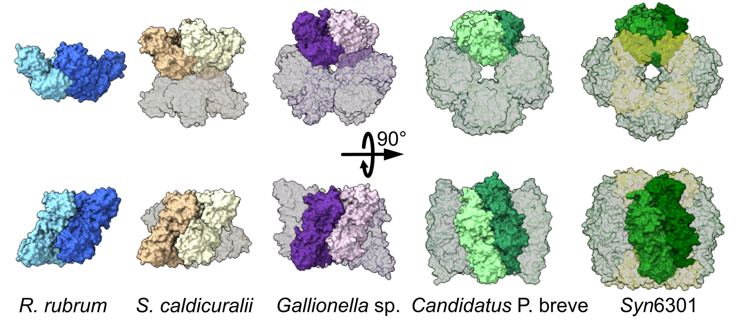 Space-filling models of rubisco protein assemblies from different species, illustrating a wide range of structures.