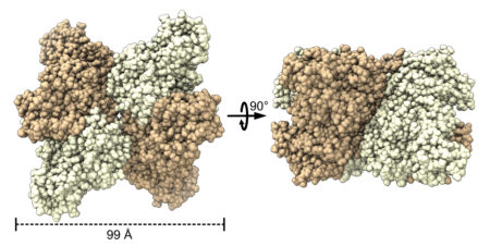 Space-filling model of tetrameric rubisco viewed at two orientations rotated by 90 degrees.