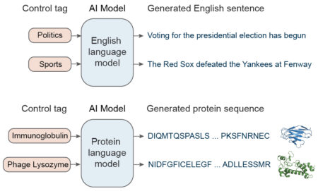 Flow charts comparing the generation of English sentence to the generation of protein sequences.