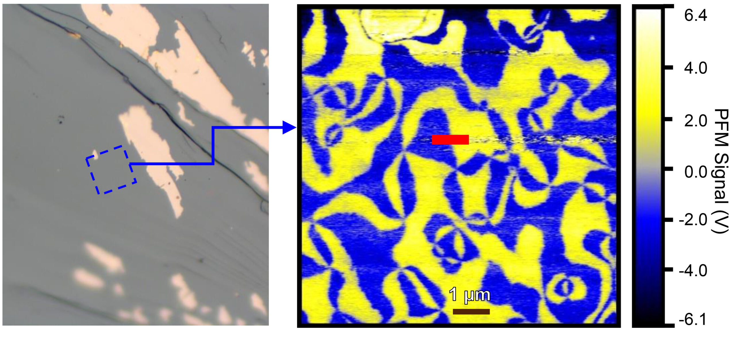 Left: Microscopy image shows a mostly gray surface with a few beige spots. Right: Blue and yellow ferroelectric domains with swirling vortex-like shapes. A red bar shows scan path across domain boundary.