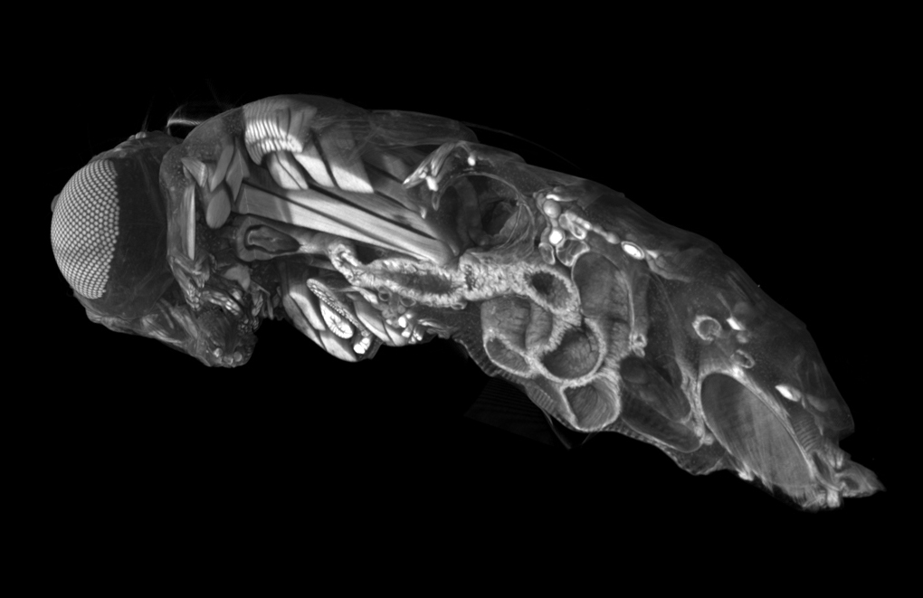 In FruitFly Gut, Bacterial Niche Gets Remodeled for New Arrivals