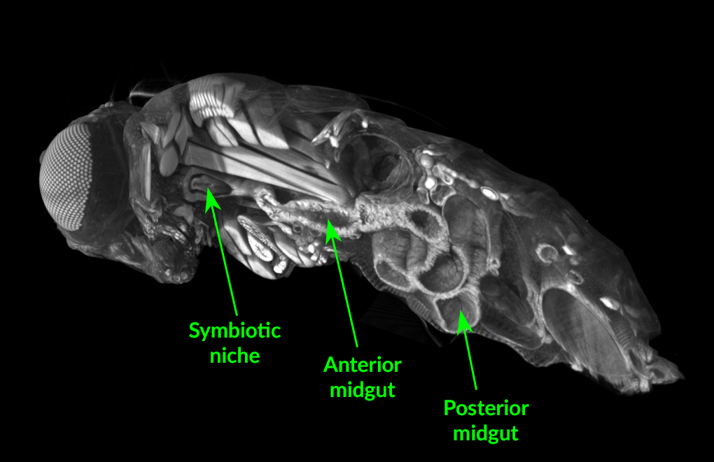 Black-and-white 3D image shows a cross-section of a fruit fly body, with one large compound eye visible on the left. Green arrows point to structures labeled, from left to right, "Symbiotic niche," “Anterior midgut,” and “Posterior midgut.”