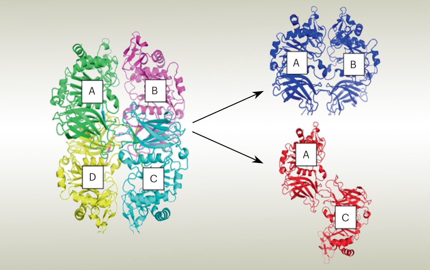 A ribbon diagram of a tetrameric protein is shown on the left, with subunits labeled A (green), B (magenta), C (yellow), and D (cyan). On the right are two possible dimer configurations: parallel on top (A-B, blue) and antiparallel below (A-C, red).