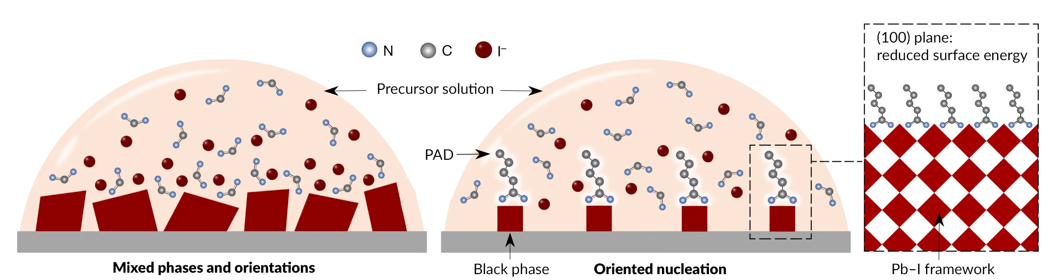 Schematic of two hemispherical “droplets” of precursor solution on a substrate, one with and one without PAD. Without PAD, crystals (reddish shapes in the droplet, growing from the substrate) are irregularly shaped. With PAD, black-phase crystals are shown as smaller, well-formed, and equally spaced.