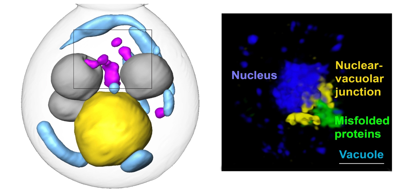 Three-dimensional depiction of a yeast cell on the left, with a transparent outer layer and variously colored blobs inside. On the right is a two-dimensional depiction of purple, yellow, and green blobs on a black background. Text labels from left to right and top to bottom say “Nucleus” (purple), “Nuclear-vacuolar junction” (yellow), “Misfolded proteins” (green), and “Vacuole” (blue).