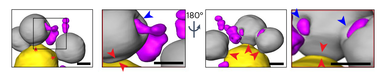 A series of four panels showing wide and close views of small magenta blobs pushing into gray blobs (higlighted by blue arrows) and gray blobs attaching to a large yellow blob (highlighted by red arrows).