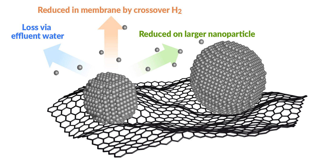 Drawing of two spheroid nanoparticles, smaller one on the left, sitting on a carbon layer that looks like chicken wire. The nanoparticles consist of many smaller gray spheres representing platinum. Several of the platinum spheres are floating freely around the smaller nanoparticle. Three arrows pointing away from the smaller nanoparticle are labeled “Loss via effluent water,” “Reduced in membrane by crossover H2,” and “Reduced on larger nanoparticle.”