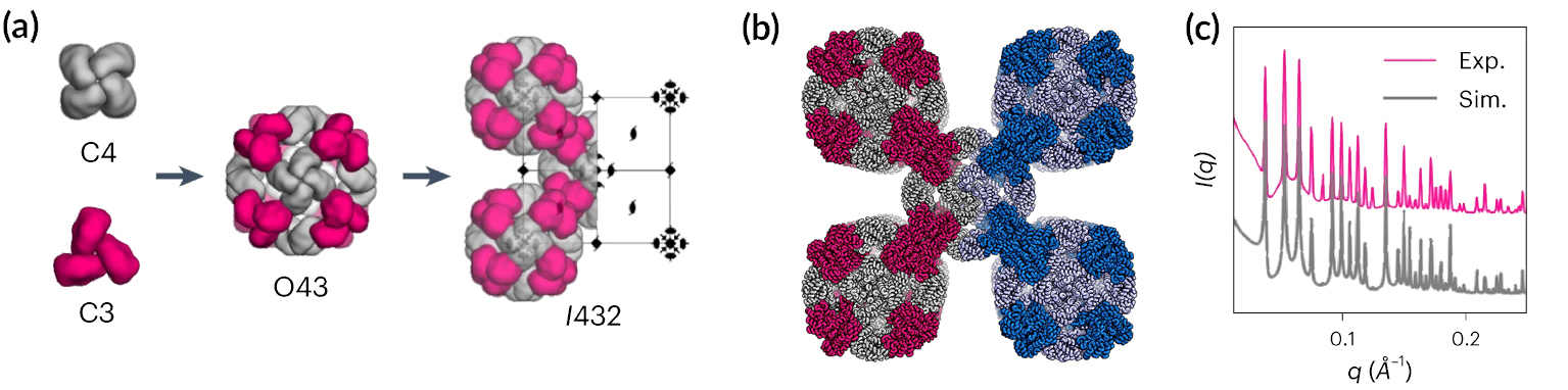 (a) Simple flowchart showing crystal assembly, starting from two cyclic oligomers—labeled “C4” (gray) and “C3” (magenta), to a cage structure labeled “O43”, to a crystal unit cell labeled “I432.” (b) Structure of the unit cell, as described in caption. Cages occupy the four corners and center. (c) Graph showing close correspondence between experimental and simulated SAXS profiles.