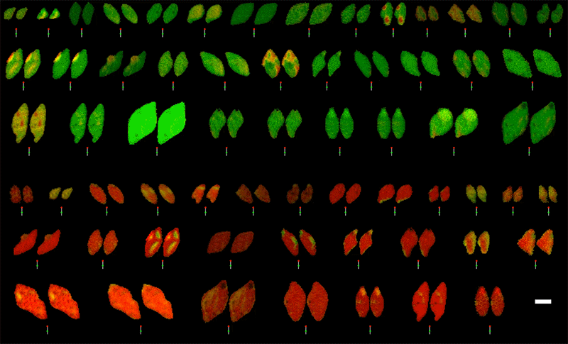 This animated gif shows six rows of actual nanoparticles and their simulations as they charge (red to green) and discharge (green to red). Particles in the top three rows start out green (charged); particles in the bottom three rows start out red (discharged). The simulated color changes over time match particle changes very closely.